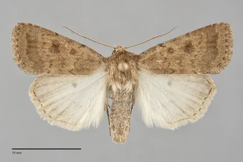 Caradrina morpheus