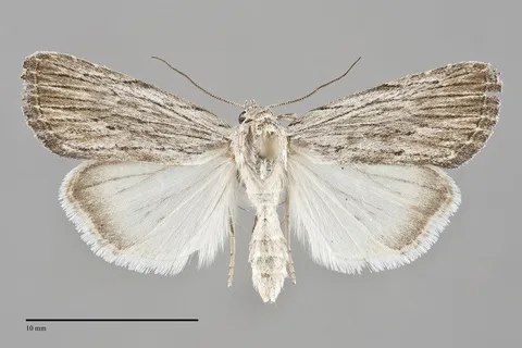 Catabena lineolata