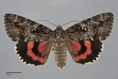 Catocala aholibah