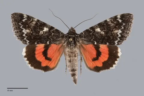 Catocala briseis