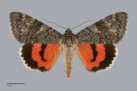 Catocala californica