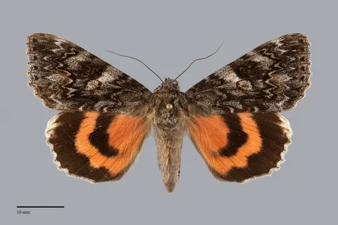 Catocala cleopatra
