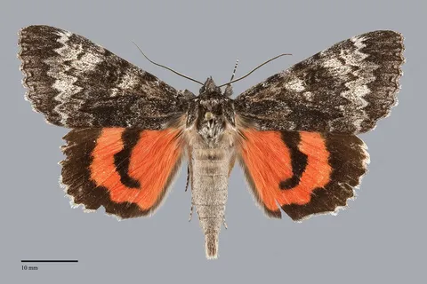 Catocala grotiana