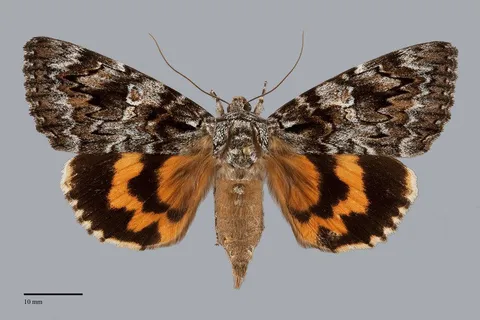 Catocala ilia
