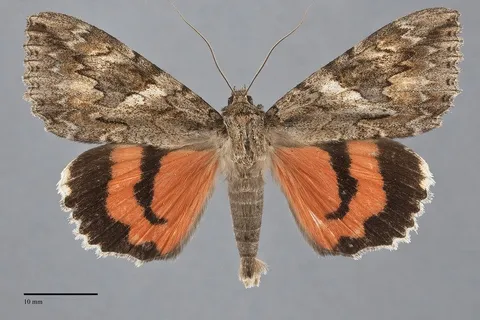 Catocala irene