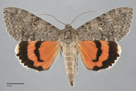 Catocala junctura