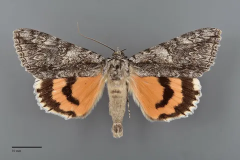 Catocala meskei