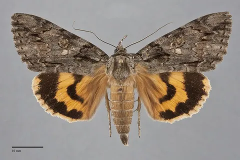 Catocala neogama