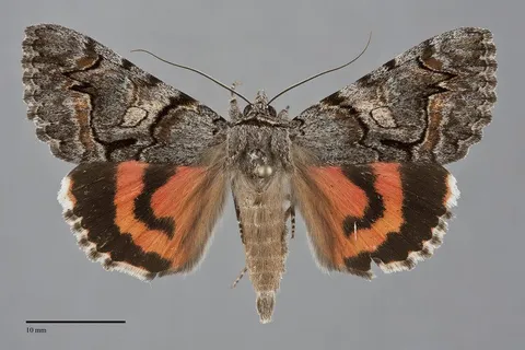Catocala ophelia