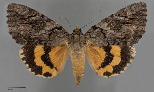 Catocala piatrix
