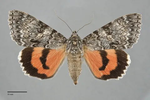 Catocala semirelicta