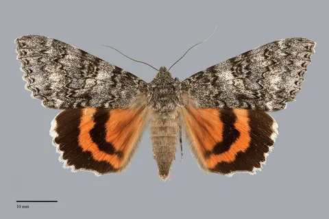 Catocala unijuga