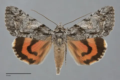 Catocala verrilliana