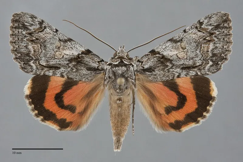 Catocala verrilliana