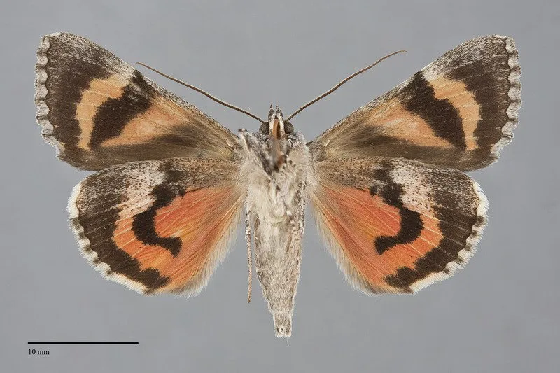 Catocala verrilliana