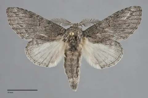 Cecrita lunata