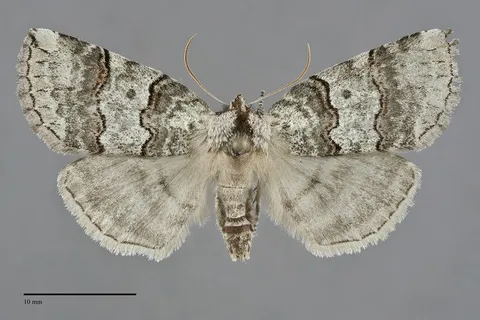 Ceranemota fasciata