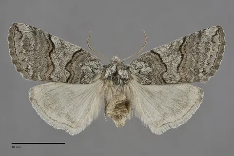 Ceranemota tearlei