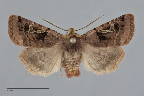 Cerastis enigmatica