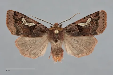 Cerastis gloriosa