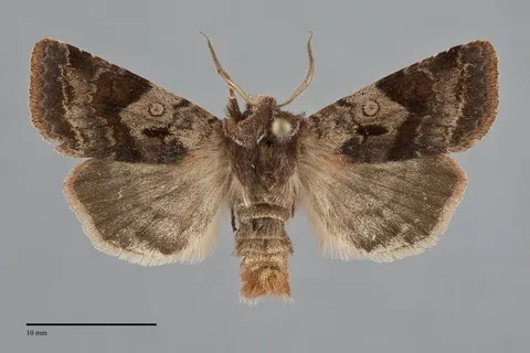Cerastis salicarum
