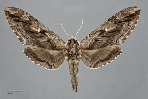 Ceratomia amyntor