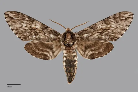 Ceratomia undulosa