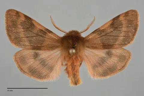 Chelis beanii