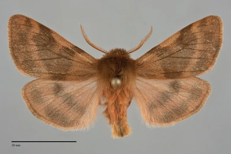 Chelis beanii