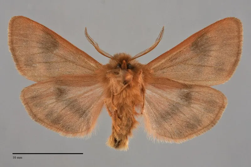 Chelis beanii