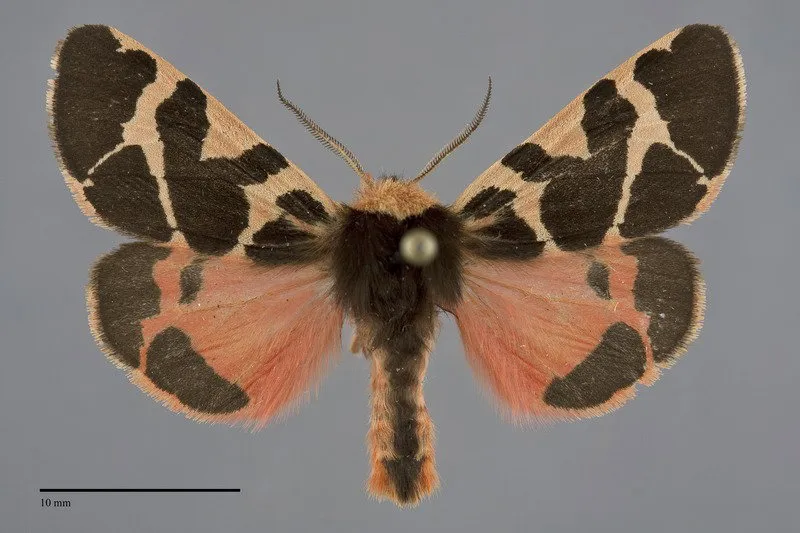 Chelis brucei