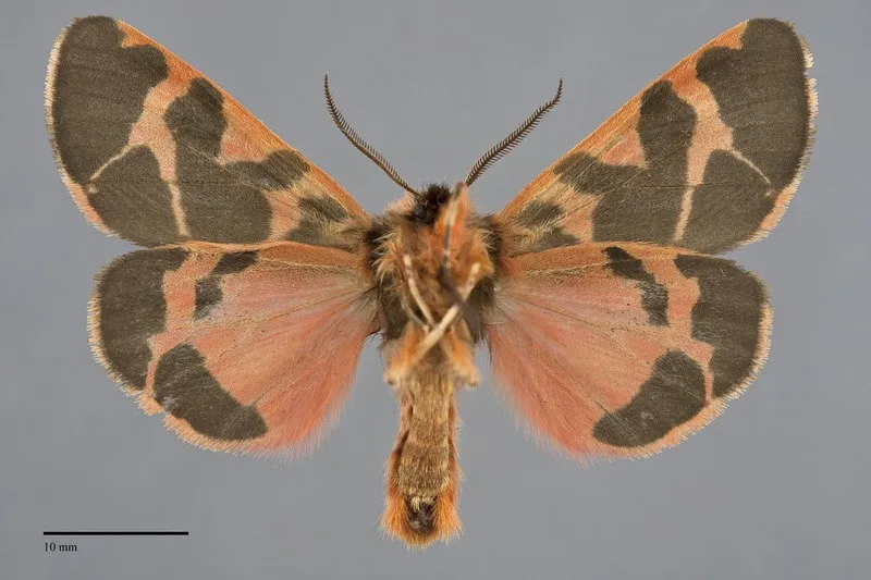 Chelis brucei