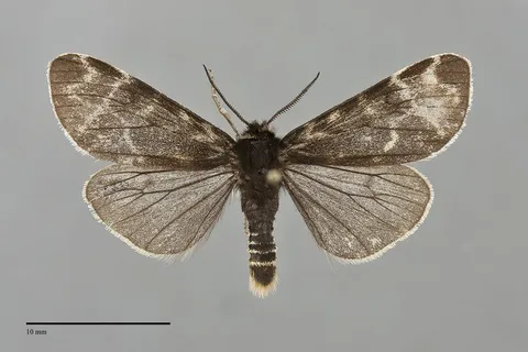Chelis sordida