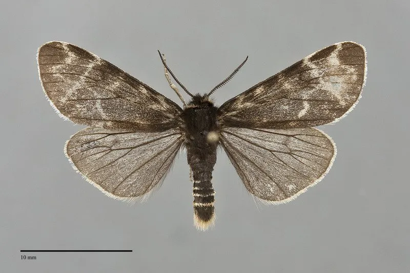 Chelis sordida