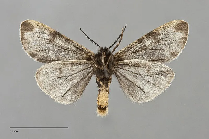 Chelis sordida