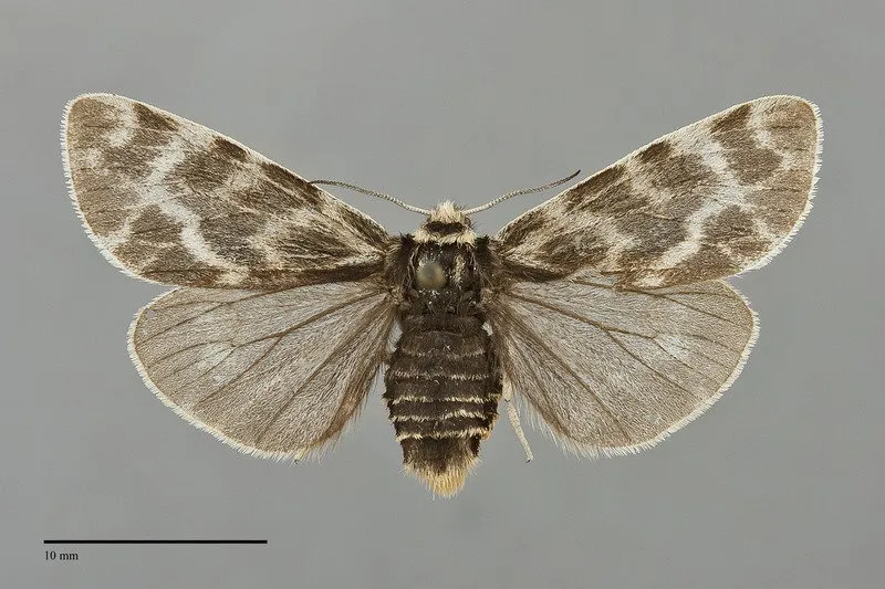 Chelis sordida