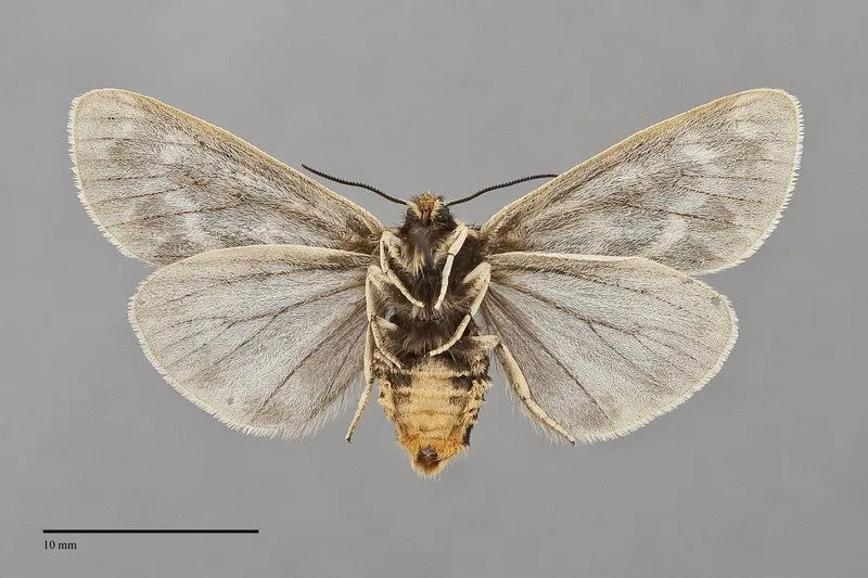 Chelis sordida