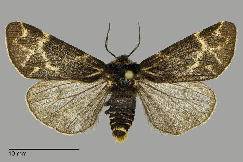 Chelis sordida