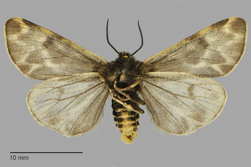 Chelis sordida