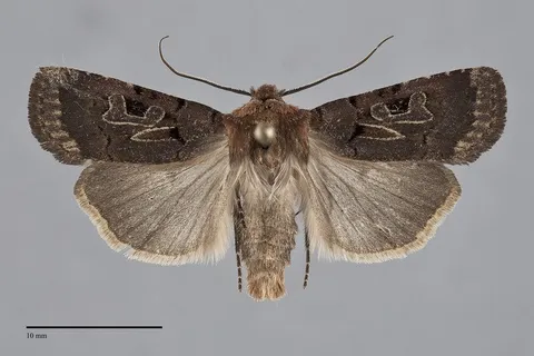Chersotis juncta
