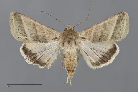 Chloridea virescens