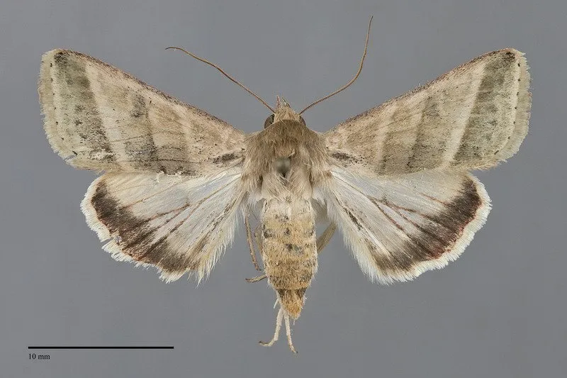 Chloridea virescens