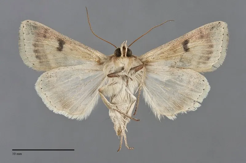 Chloridea virescens