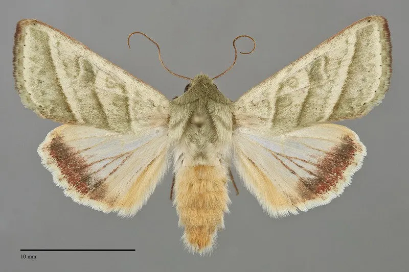 Chloridea virescens