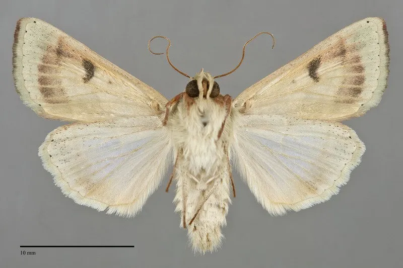 Chloridea virescens