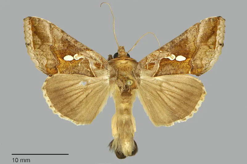 Chrysodeixis chalcites