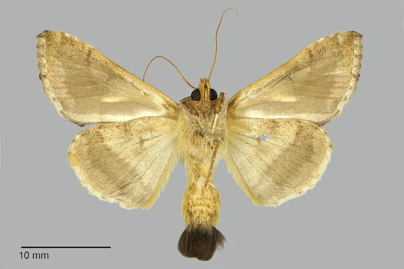 Chrysodeixis chalcites