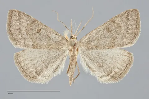 Chytolita morbidalis