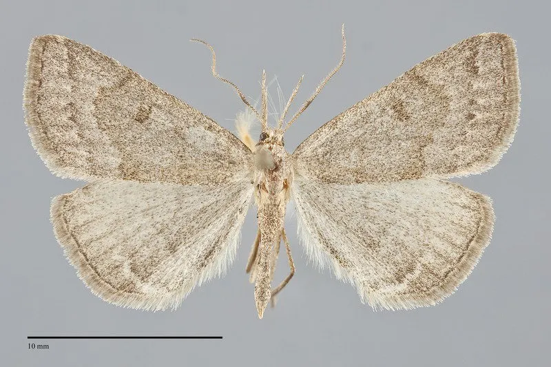 Chytolita morbidalis