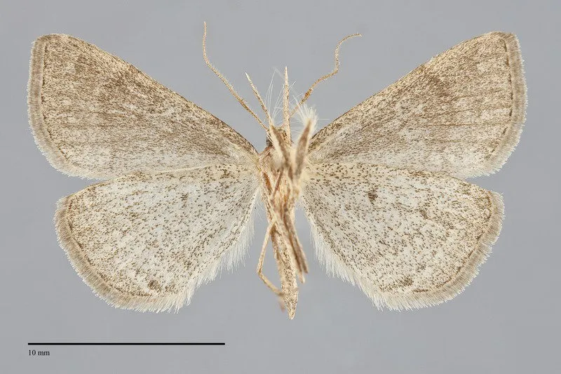 Chytolita morbidalis